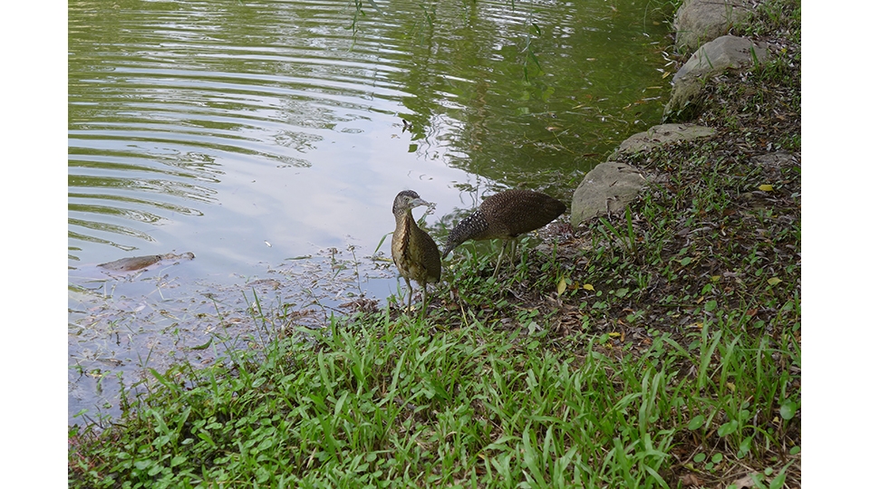 漫步樹林中可以沉浸於悅耳的鳥鳴聲， 這裡有許多不同鳥類來訪，黑冠麻鷺就是來訪的常客， 在森林公園裡很容易親近自然生態。